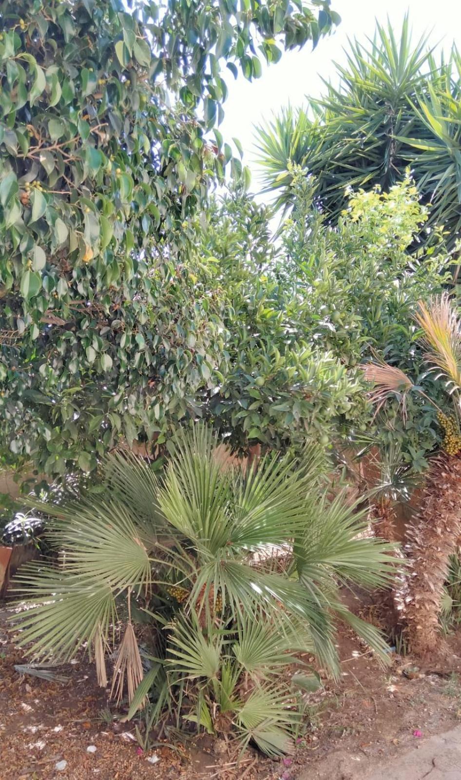 Al Profumo Di Zagare Apartamento Locogrande Exterior foto